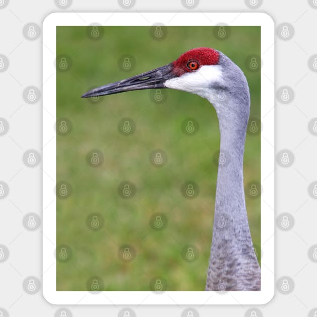 Sandhill Crane Sticker by Jim Cumming